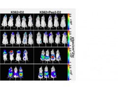活体成像用生物发光肝癌细胞株图3