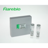 MT1X 抗体 FITC conjugated |www.flarebio.cn