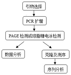 SRAP-1