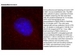 Anti-Active Cdc42 Mouse Monoclonal Antibody图2