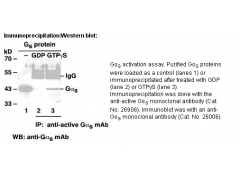 Anti-Active Gαs-GTP Mouse Monoclonal Antibody图1
