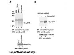 Anti-Active Gα i Mouse Monoclonal Antibody图1