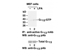 Gα13 Activation Assay Kit图1