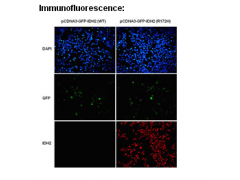 Anti-IDH2 (R172H) Mouse Monoclonal Antibody图1