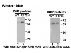 Anti-IDH2 (R172H) Mouse Monoclonal Antibody图2
