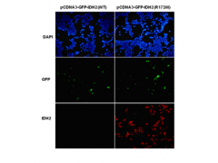 Anti-IDH2 (R172W) Mouse Monoclonal Antibody图2