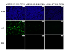 Anti-IDH2 (R172K) Mouse Monoclonal Antibody图3