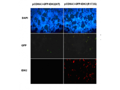 Anti-IDH2 (R172G) Mouse Monoclonal Antibody图2