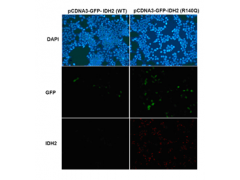 Anti-IDH2 (R140Q) Mouse Monoclonal Antibody图2