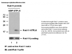 Anti-Active Rab11 Mouse Monoclonal Antibody图1