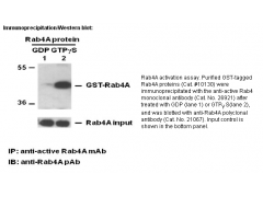 Anti-Active Rab4 Mouse Monoclonal Antibody图1