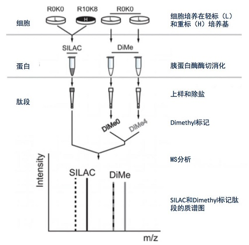 SIALC与Dimethyl标记法对比