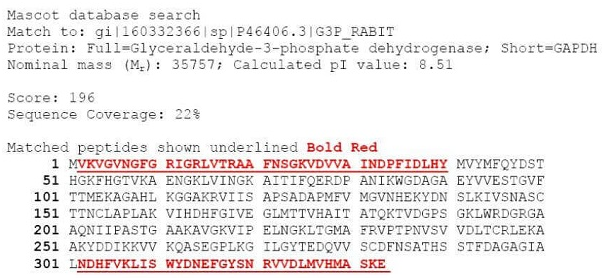 基于Peptide Mapping的蛋白N端和C端测序研究案例