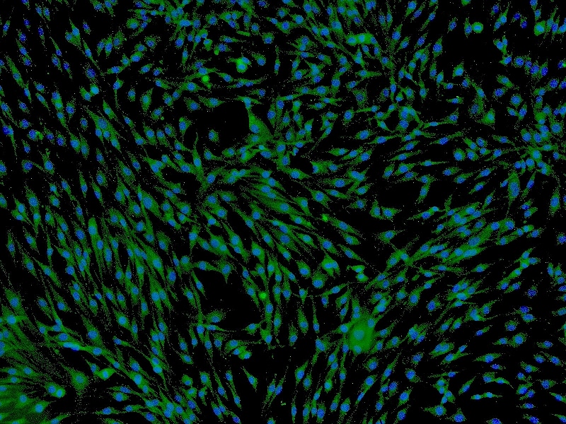 间充质干细胞培养基 MSCM sciencell