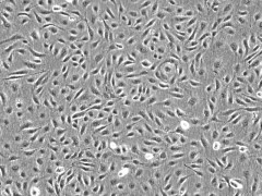 周边细胞培养基 PM sciencell图2