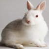 实验动物——新西兰兔