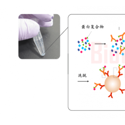 蛋白质相互作用分析