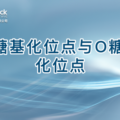 N糖基化位点与O糖基化位点