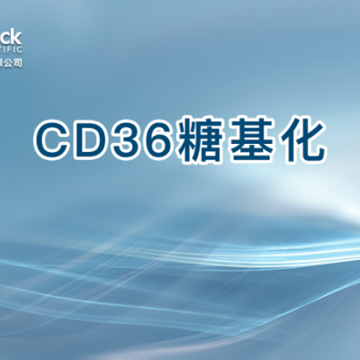 CD36糖基化