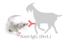 山羊抗小鼠IgG(H+L)(不交叉人IgG)图1